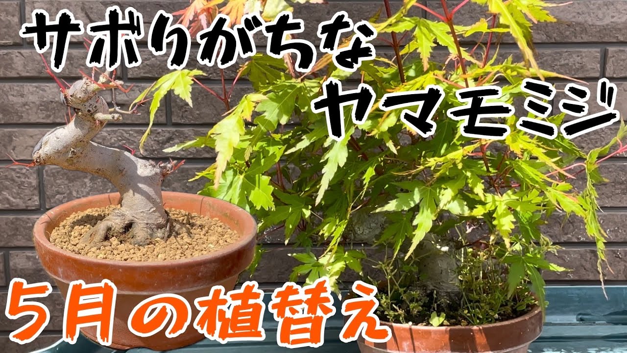 盆栽初心者】伸び放題をリカバリー！モミジの5月のお手入れ。葉刈り