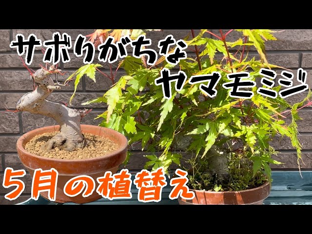 Bonsai for Beginners] Recovering an Overgrown Maple! May