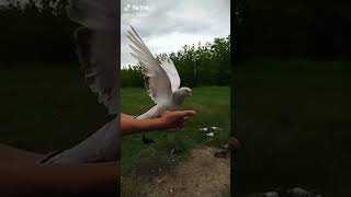 Ti̇ktok Güverci̇n Vi̇deo Su