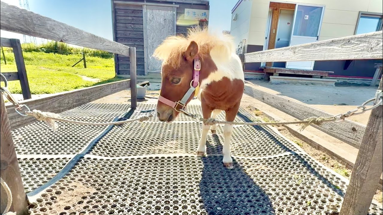 Standing by himself at the wash!? Shampoo time for miniature horse