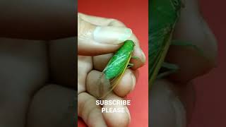 Green Cicada screams or call #shorts