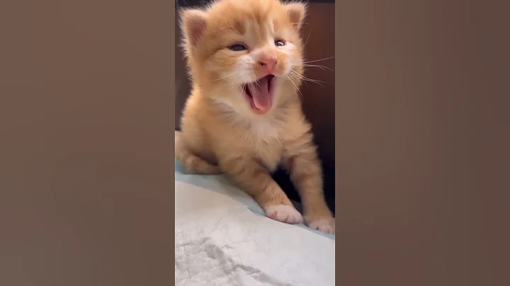 Watch the video about Funny cat video 😺😺 #pink #barbie #kawaii #doll #y2k #cat #cuteecats #funnycats #funny #catcutespets