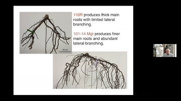CGCN-RCCV Grapevine Rootstocks webinar - July 2021