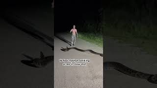 Famous 16 Foot Burmese Python striking at me in slow-motion!!!! Net Worth
