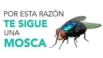 ¿Qué atrae a una mosca de un ser humano?