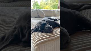 The LOUDEST SNORING I have ever heard from a dog  Callie the 130lb Neapolitan Mastiff