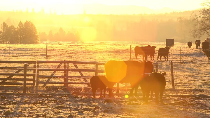 Happy Thanksgiving from Crowd Cow Rancher Becky Weed
