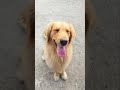 Cute golden retriever shorts goldenretriever cute adorable dog cutedog doge