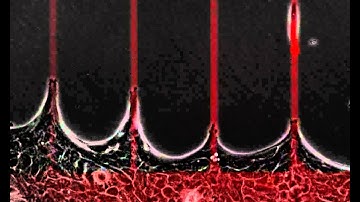 Epithelial bridges maintain tissue integrity during collective cell migration