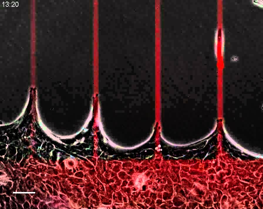 Epithelial bridges maintain tissue integrity during collective cell ...
