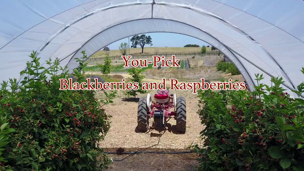 Templeton Valley Farms promo YouTube