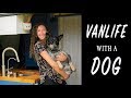 Vanlife with a DOG | Leaving them in the car & crossing intl borders