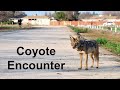 Coyote Encounter - Fresno