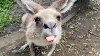 Animals of Australia and cheeky Kangaroo with Tongue out   #Kangaroo