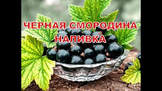 Наливка &quot;Черная смородина&quot;