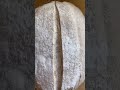 stay tuned for the crumb shot of this beauty #sourdoughstarter... #Shorts #cuite.goods