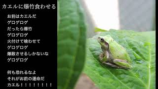 Let the Frogs Eat Firecrackers