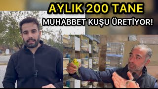 AYLIK 200 MUHABBET KUŞU ÜRETİYOR! Hemde Evinin Deposunda !