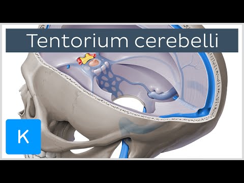 Tentorium cerebelli - Anatomy, Location, Function - Human Anatomy | Kenhub