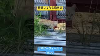 Tedoスタッフ活動記Vol6野良猫ちゃんの来訪 　
