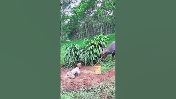 Mau ketawa takut dosa video lucu bikin ngakak hiburan warga+62 funny videos