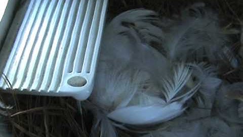 Tree Swallow Diary 2011 Part 5 - Eggs!