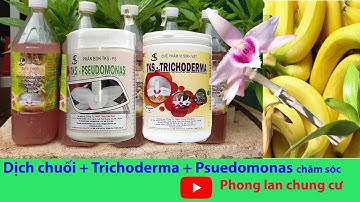 Dịch chuối, Trichoderma và Pseudonomas để chăm sóc và phòng bệnh Phong Lan