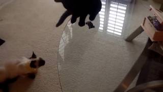 Cats playing with rc car by LightEntity X 8 views 7 years ago 16 seconds