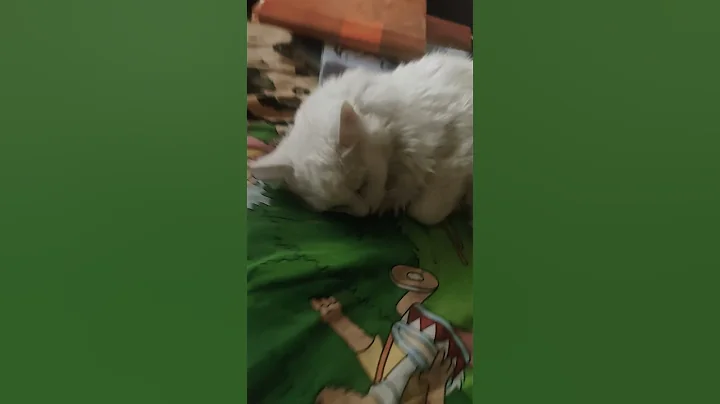 Video 11902741: angora cat cute, angora cat funny, cats pet catlover cutecat, pets animals catlover cutecat, cutecat love pets animals