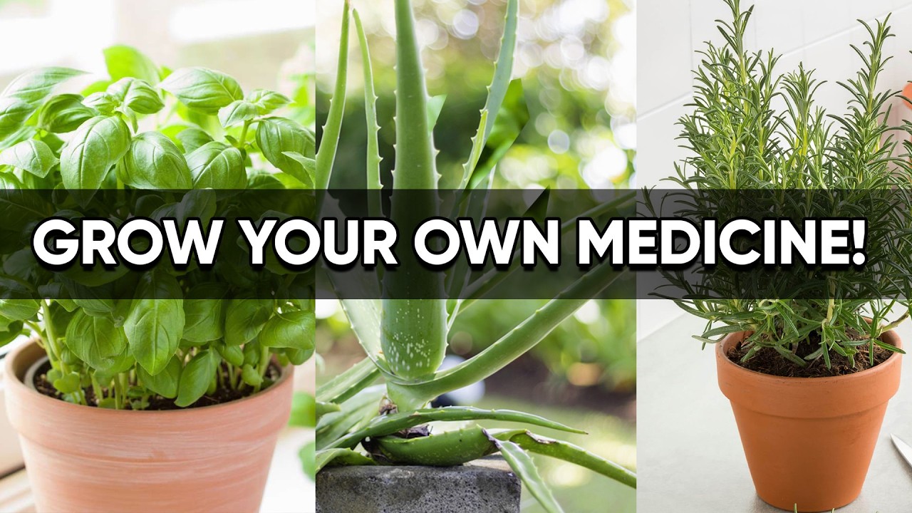 Grow Your Own Natural Medicine Cabinet: 7 Powerful Healing Plants & Herbs