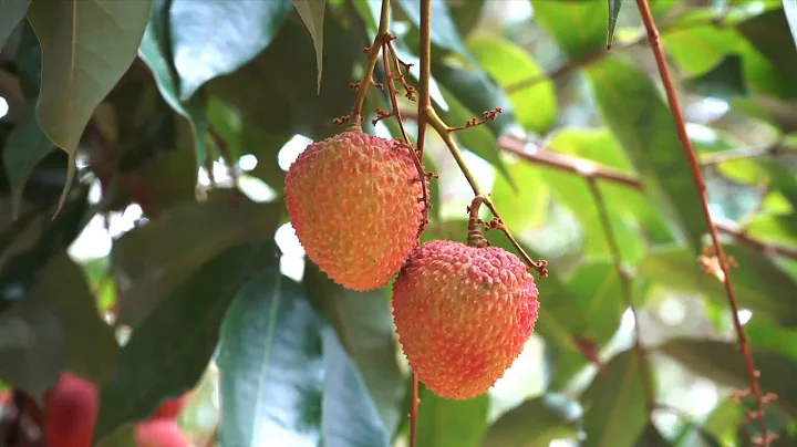 GLOBALink | How do lychees growing on 1,300-year-old tree taste? - DayDayNews