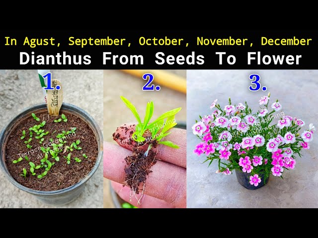 hovering plant pots Levitating Air Bonsai Pot Rotation Flower Pot Planters Magnetic Suspension Floating Pot Potted Plant Home Decor SPAIN / Walnut base / AU Plug