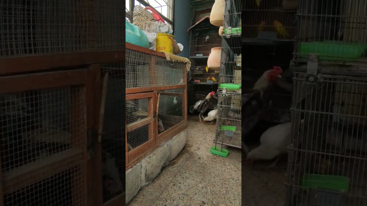 Feathered Companions | My Beloved Pets