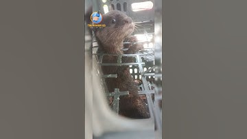 😲 Quảng Trị: Chị Gái Vớt Được Chú Rái Cá Trên Sông – Ngoại Hình Khiến Ai Cũng Ngỡ Ngàng!