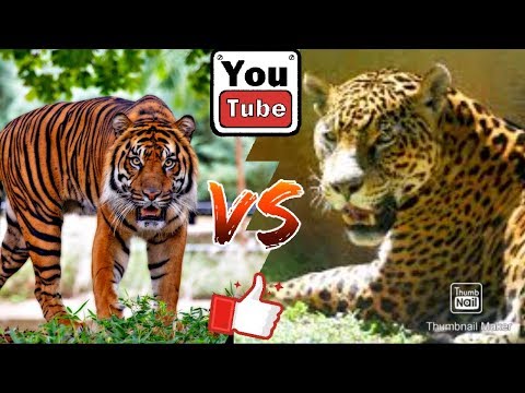 Суматранский тигр против ягуара. Sumatran Tiger against jaguar. Animals Battle.