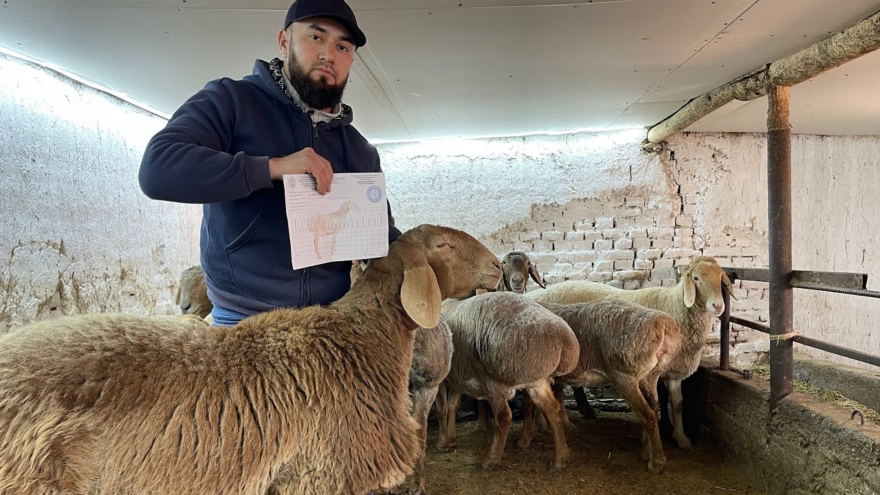 СЕЛЕКСИЯ  ЯОНАЛИШДА БОГОЗ СОЛЛИКЛАР СОТУВДА