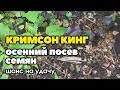 Сколько получилось клёнов остролистных «Кримсон Кинг» при осеннем посеве семян