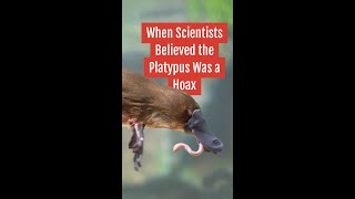 When Scientists Believed the Platypus Was a Hoax