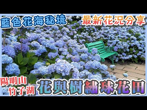 2023 陽明山繡球花季 I 竹子湖 花與樹繡球花田 I 超美的繡球花牆滿開中 I 藍色繡球花海秘境 I 花與樹交通指南