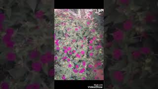 صباح الورد مع الموسيقا الصباحيه
