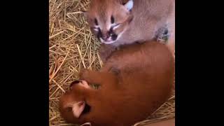 Caracal Babies