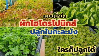 การปลูกผักไฮโดรโปนิกส์ แบบง่ายๆ แนะนำตั้งแต่ต้นจนจบ