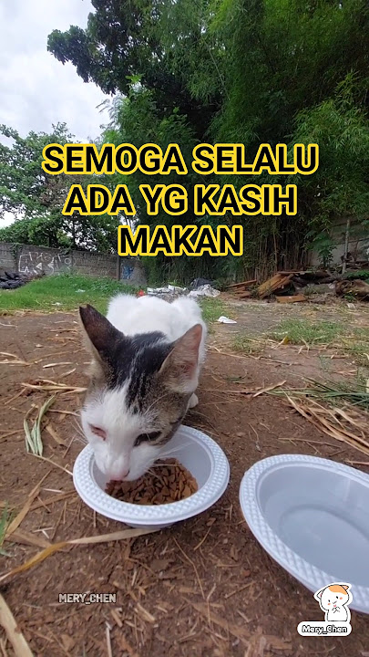 Semoga selalu ada yg ksh mrk makan   #kucing #kucingliar #cat #cutecat #streetcatfeeding