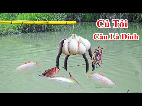 Video: 3 cách điều trị loét dạ dày ở ngựa