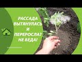 ЕСЛИ РАССАДА ТОМАТОВ ВЫТЯНУЛАСЬ И ПЕРЕРОСЛА 🌱 — ЛУЧШАЯ Посадка помидор в открытый грунт в мае 🍅🍅🍅