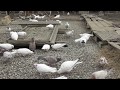#Astrakhan #Pigeons Польза рыбной муки и рыбьего жира голубям! 18.03.20г