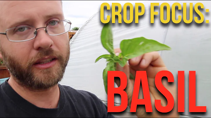 CROP FOCUS: Basil