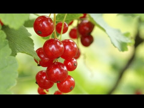 Video: Plantación adecuada de grosellas: algunos secretos
