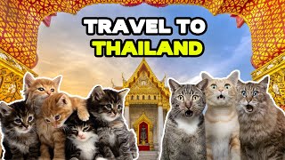 CAT MEMES: TRAVEL TO THAILAND