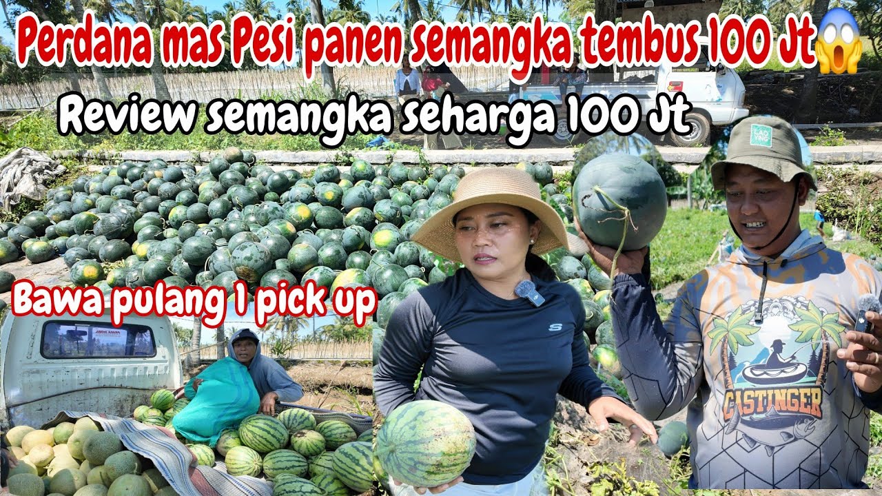 MAS GEMOY PANEN SEMANGKA LAGI TEMBUS 100 JT‼️REJEKINYA DEBAY 🥰~REVIEW SEMANGKA SEHARGA 100 JETONG😱